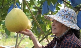 Thị trường 20/1: Bưởi 'khổng lồ' cháy hàng cận Tết