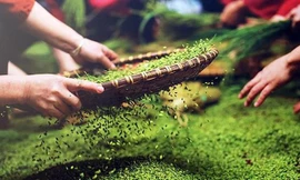 Người dân Tú Lệ tất bật 'bội thu' với đặc sản Tây Bắc