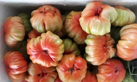 Thị trường ngày 15/12: Cà chua 'cổ' Sơn La đắt khách, kỷ lục giá ớt 200.000đ/kg