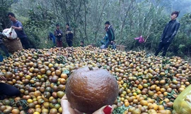 Thị trường 28/2: Cam sành rớt giá thê thảm, mất tiền ‘oan’ mua máy bóc hạt hướng dương