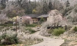 Khách ùn ùn lên núi 'săn' băng tuyết, khu du lịch 'cháy' phòng lưu trú