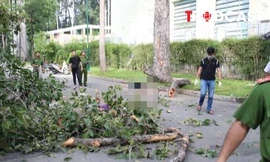ĐIỂM TIN: Nhánh cây gãy khiến 5 người thương vong: Ai chịu trách nhiệm?