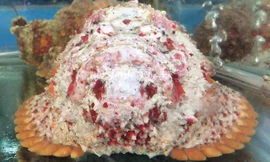 Đặc sản 'cá mặt quỷ' ở Nha Trang về Hà Nội giá tiền triệu hút khách