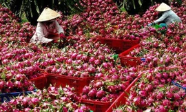 Bản tin thị trường ngày 22/8: Thanh long rớt giá khiến nông dân điêu đứng