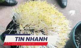 TIN NHANH: Tràn lan hóa chất 'nước kẹo' ngâm giá đỗ; Tiết lộ đáng sợ của nhân viên hãng Jeju Air