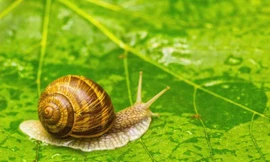 Là động vật nhiều răng nhất với khoảng 26.000 chiếc, vậy ốc sên ăn như thế nào?