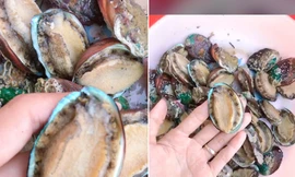 Thị trường ngày 16/9: 15.000 đồng/con 'bào ngư Hàn Quốc'