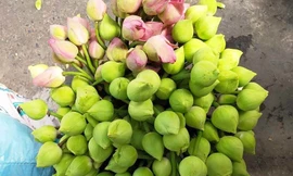 Thị trường 9/3: Sen quan âm miền Nam 'đi máy bay', đắt hàng ở Hà Nội