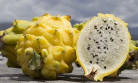 Thanh long quý hiếm vỏ vàng ruột thạch giá cao vẫn 'cháy hàng'