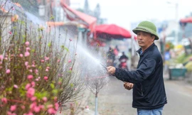 Thị trường 29/12: Phát hiện 80kg tôm tươi bơm hóa chất, tìm hướng bán đào Nhật Tân nở sớm