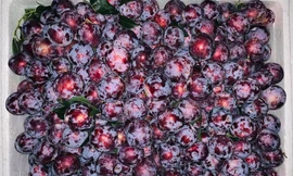 Tò mò quả đặc sản phiên bản 'nhà giàu' mới ra mắt 