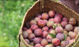 Vải thiều gắn tem ‘bay’ sang Pháp, mận tại vườn Sơn La rớt giá