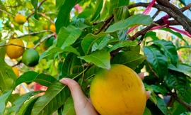 Vú sữa hoàng kim giảm 70%, hãng ô tô châu Âu giá rẻ sắp vào Việt Nam