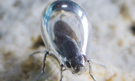 Những loài côn trùng kỳ lạ có thể sống trong môi trường khắc nghiệt nhất