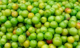 Bán 1kg mận không đủ mua cốc trà đá, trào lưu chơi thú cưng độc lạ ở Long An