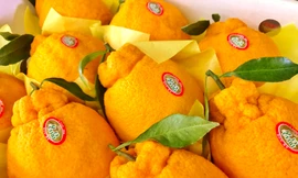 Táo ngôi sao lạ mắt, quýt 300.000 đồng/quả dịp Tết