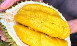 Youtuber Thơ Nguyễn nộp thuế 2 tỉ đồng, sầu riêng ngon nhất thế giới ồ ạt về Việt Nam