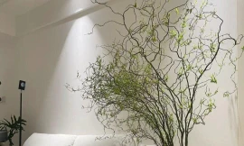 Rộ mốt trưng nhà 'rất chill' với cành liễu xoăn uốn lượn lạ mắt