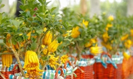 Thị trường 31/12: Quất đặc ruột tràn chợ Việt, phật thủ bonsai giá tiền triệu hút khách