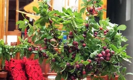 Giá vé máy bay giảm mạnh sau nghỉ lễ, mận nguyên cành bán theo set đắt khách