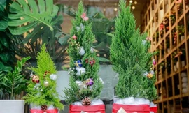 ‘Sốt’ thông Noel made in Vietnam giá rẻ nhộn nhịp khách mua; MacBook Pro 2021 ‘cháy’ hàng