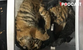 HÌNH SỰ: Phát hiện 5 cá thể hổ cấp đông trong tủ lạnh