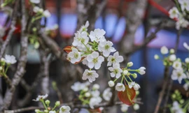 Thị trường 19/2: iPhone 12 tăng giá, bỏ tiền triệu mua hoa lê chơi sau Tết