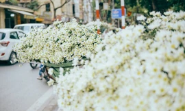 Thị trường ngày 6/11: Thu giữ 50 Iphone 'xách tay', cúc họa mi đầu mùa cháy hàng