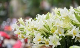 Hoa loa kèn được giá, giá thịt lợn trong nước ‘giảm nhiệt’