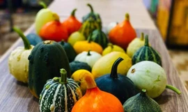 Bí ngô tí hon 'đi máy bay' về Việt Nam, giá cao vẫn hút khách