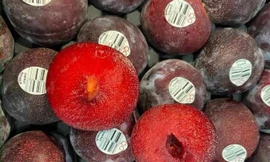 Mận siêu to hút khách, livestream 12 tiếng bằng trung tâm thương mại bán cả năm