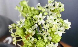 Đang mùa hoa loa kèn nhưng thiên nga mắt ngọc bất ngờ ‘soán ngôi’