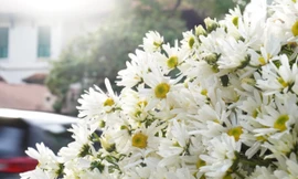 Cúc họa mi đầu mùa giá rẻ chưa từng có, iPad cũ giảm giá, táo mật của Nhật và Trung Quốc chênh giá ngỡ ngàng