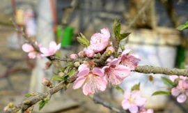 Đào rừng xuống phố giá siêu rẻ; Đồ ăn Hàn Quốc nổi tiếng toàn cầu nhờ Squid Game và BTS