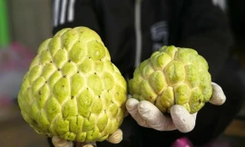 Na Thái giá rẻ hút khách; cây cảnh Tết xuống phố; phân biệt cam Cao Phong - cam Trung Quốc