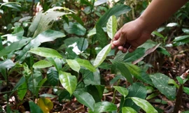 'Lá thịt gà' mọc ở bờ rào thành đặc sản, giá 30.000đ/kg