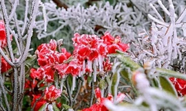 Đón không khí lạnh liên tiếp, miền Bắc có khả năng xảy ra mưa tuyết và băng giá dịp Tết