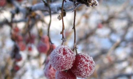 Miền Bắc bắt đầu chuỗi ngày buốt giá