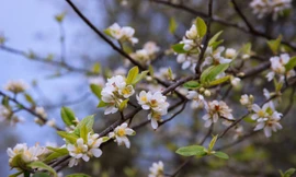 Hoa táo mèo Tây Bắc xuống phố hút khách; vé máy bay trên toàn cầu từ nay sẽ không rẻ nữa