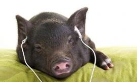 Thị trường 23/12: Sự thật rau mầm đá siêu sạch, lợn nghe nhạc Pháp ngắm hoa hồng