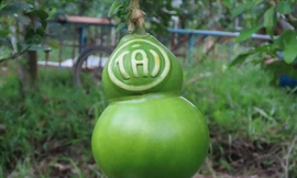 Đào tiên giống quả dừa, bán giá 700.000đ/quả để trưng Tết