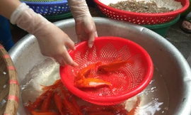 Thị trường ngày 4/2: Cá chép tăng giá gấp ba, nửa triệu đồng mỗi ngày gửi chó mèo dịp Tết