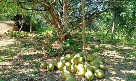 Thị trường ngày 19/11: Bưởi Đoan Hùng 2.000đ/quả, loạn thị trường rượu thuốc ngâm