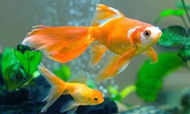 Kể cả không muốn nuôi nữa thì cũng đừng thả cá vàng xuống sông hồ hay bồn cầu nhà bạn