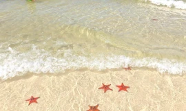 Tuyệt đối đừng làm điều này khi "check-in" tại vương quốc sao biển ở Phú Quốc