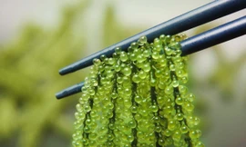 Rau đắng đắt hơn cả thịt, rong nho giá rẻ chưa từng có