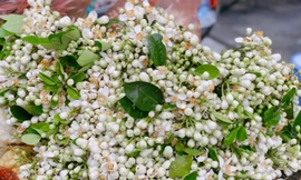 Hoa bưởi đầu mùa tỏa hương khắp phố Hà Nội, giá nửa triệu đồng/kg