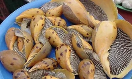 Thị trường ngày 4/9: Gà công nghiệp chững giá, ốc giác vàng khổng lồ giá rẻ bất ngờ