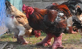 Thị trường 21/1: Săn lùng gà Đông Tảo ăn Tết, dịch vụ thuê xe cuối năm lâm cảnh chợ chiều