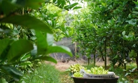 Đại gia mua cả vườn phật thủ để trưng Tết, BlackBerry đời cũ ngừng hoạt động từ hôm nay